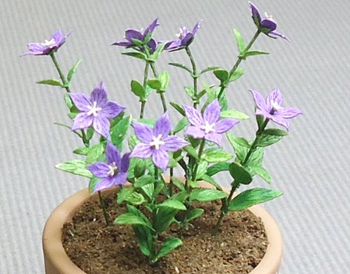 1/12 table Garden bellflower (Campanulaceae) (G-36) (japan import)3